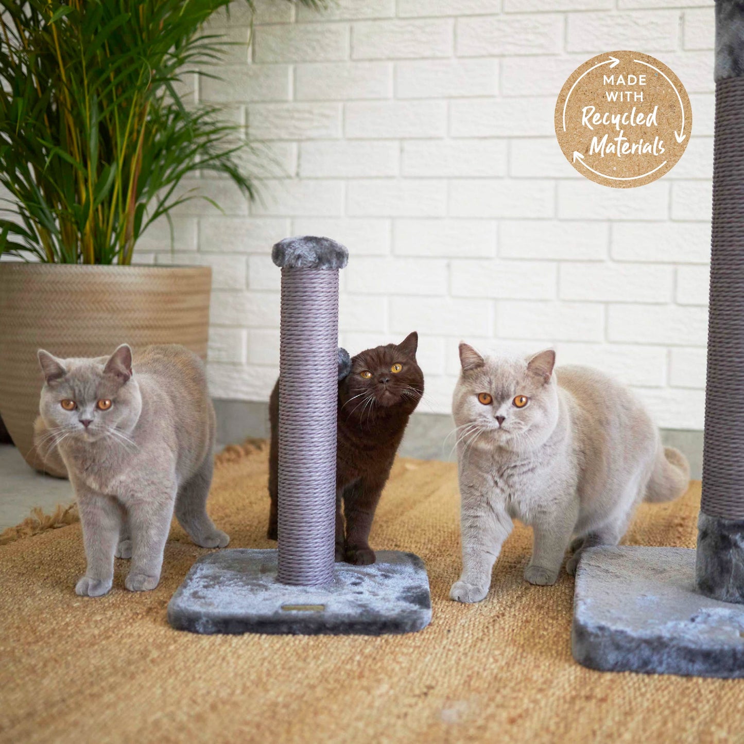 Eco Cat Scratch Post in Charcoal - Small
